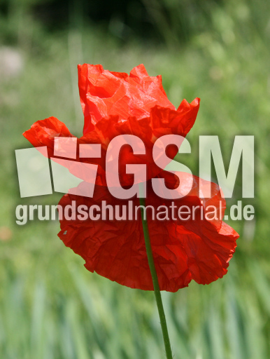 Klatschmohn-116.jpg